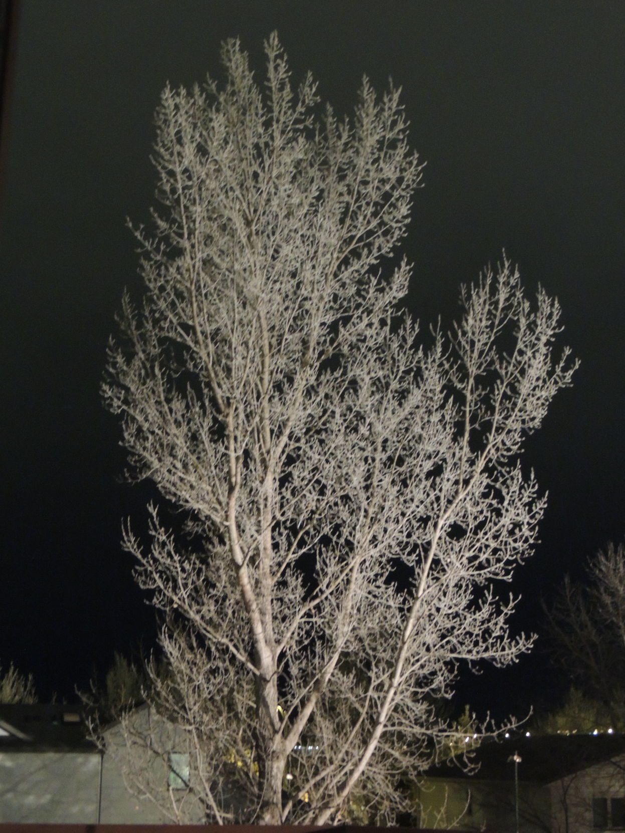 Cottonwood in the Night